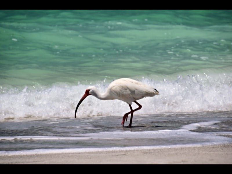 Bird Key